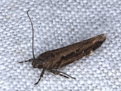 Macrobathra nephelomorpha