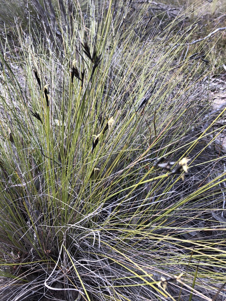 black rapier-sedge from Tintinara SA 5265, Australia on June 18, 2024 ...