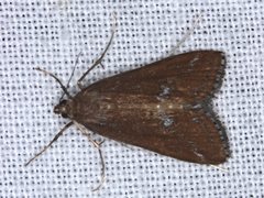 Parapoynx tullialis