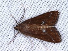 Parapoynx tullialis