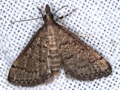 Metasia dicealis