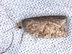 Meritastis laganodes