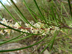 Hakea actites