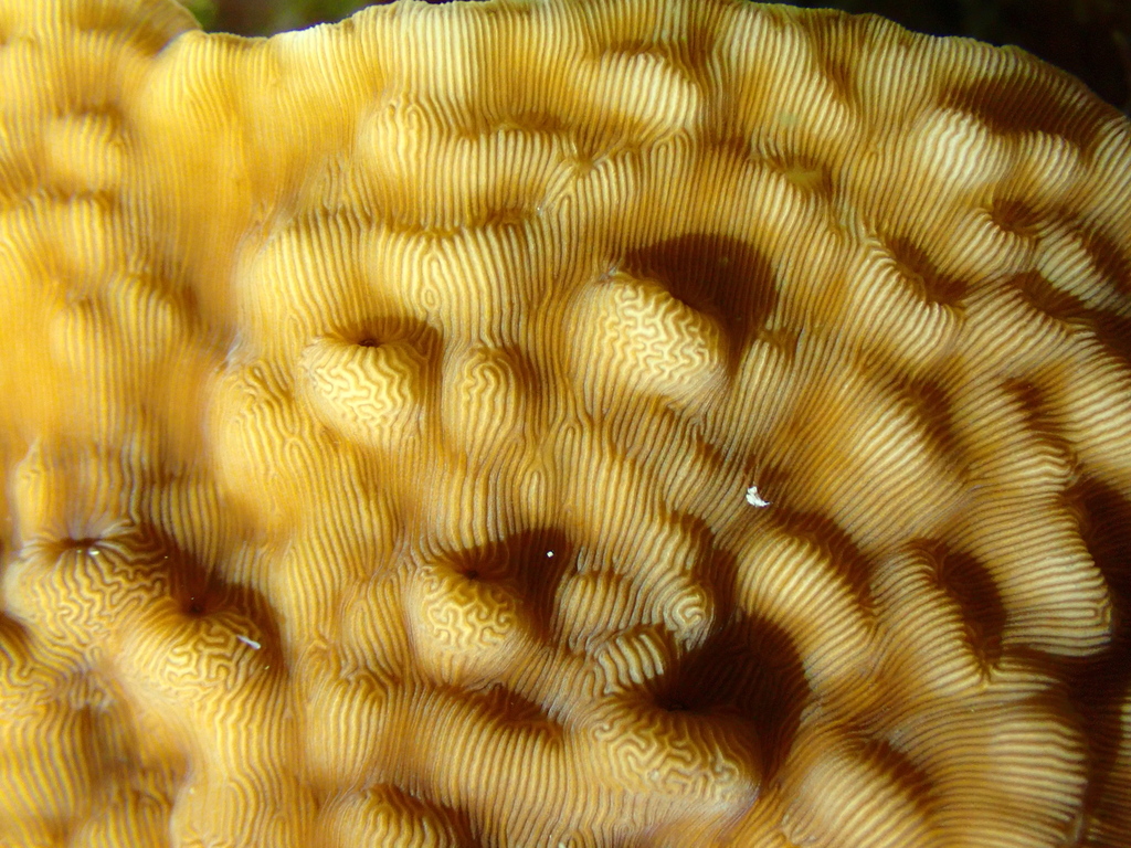 Swelling coral