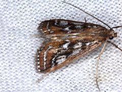 Parapoynx tullialis