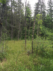 Fraxinus nigra