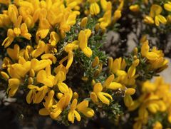 Genista millii