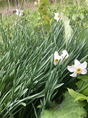 Narcissus poeticus