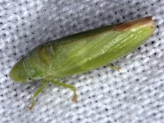 Reuplemmeles hobartensis