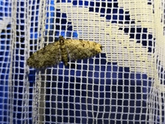 Eupithecia tantillaria