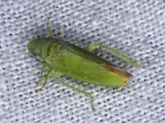 Reuplemmeles hobartensis