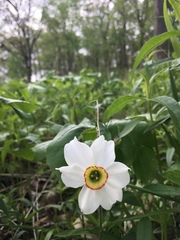 Narcissus poeticus