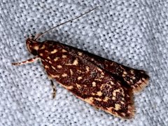 Syringoseca rhodoxantha