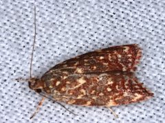 Syringoseca rhodoxantha