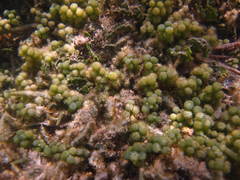 Image of Caulerpa racemosa