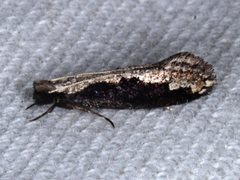 Erechthias diaphora
