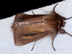 Bathytricha aethalion