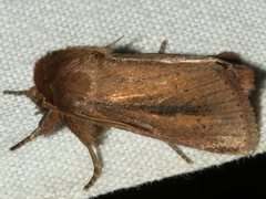 Bathytricha aethalion