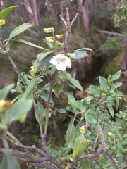 Prostanthera petraea