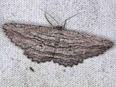 Scioglyptis loxographa