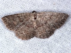 Casbia melanops