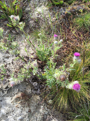 Cirsium andrewsii