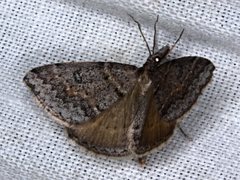 Dichromodes mesogonia