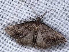 Dichromodes mesogonia