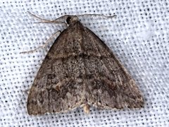 Dichromodes mesogonia