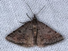 Dichromodes mesogonia