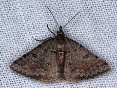 Dichromodes mesogonia