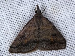 Dichromodes mesogonia