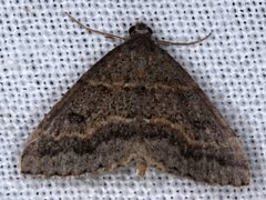 Dichromodes mesogonia