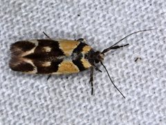 Macrobathra chrysotoxa