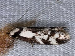 Palimmeces variegata