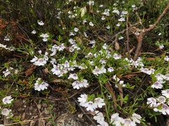 Prostanthera saxicola montana