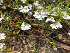 Prostanthera saxicola montana