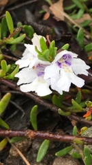Prostanthera saxicola montana