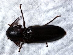 Pseudotetralobus australasiae