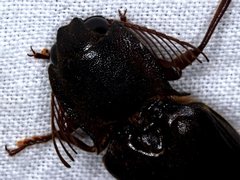 Pseudotetralobus australasiae