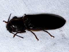 Pseudotetralobus australasiae