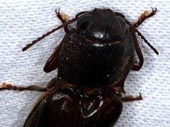 Pseudotetralobus australasiae