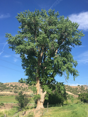 Populus deltoides wislizenii
