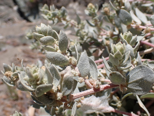 Image of Atriplex leucophylla by (c) elik03, some rights reserved (CC BY)