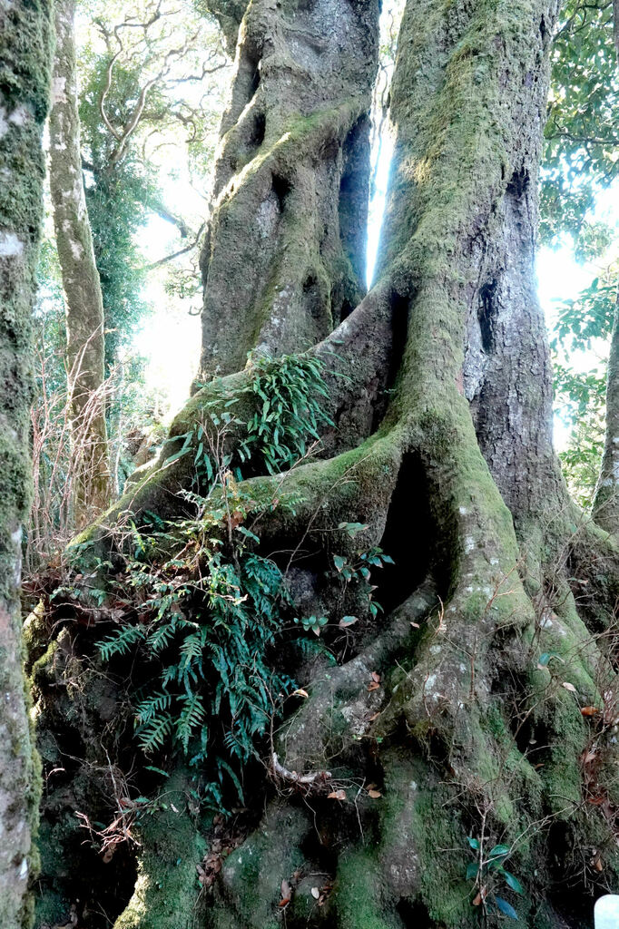 Australian beech from Best of All Lookout, Numinbah NSW 2484, Australia ...