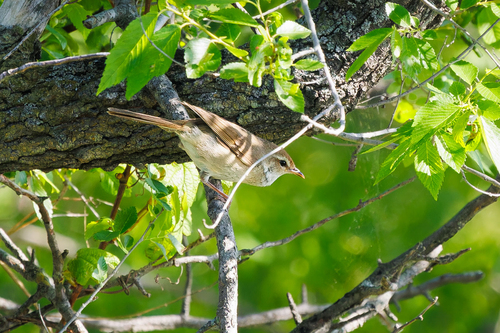 Manchurian Bush Warbler (Horornis canturians), photo 5