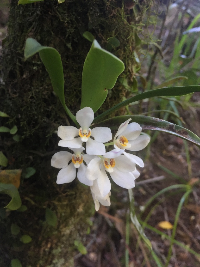 Sarcochilus falcatus