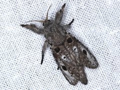 Sympycnodes digitata