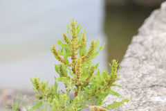 Rumex trisetifer