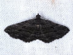 Chrysolarentia severata